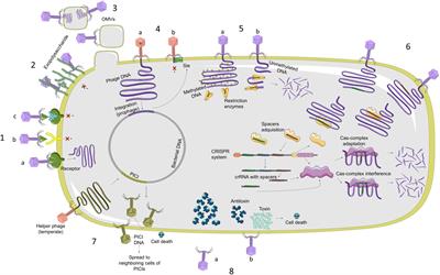 Genomic Analysis of Molecular Bacterial Mechanisms of Resistance to Phage Infection